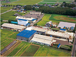 Hikone Plant