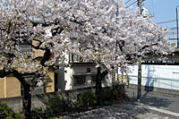 本社のシンボルである桜の木。毎年お花見も行っています。
